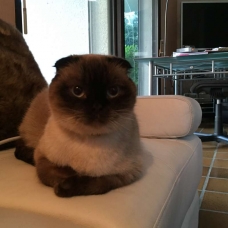 Image pour l'annonce Vends Scottish Fold