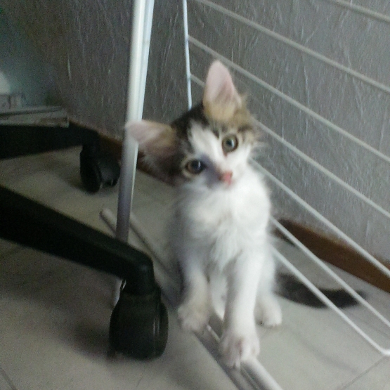 Image pour l'annonce donnes adorables chatons