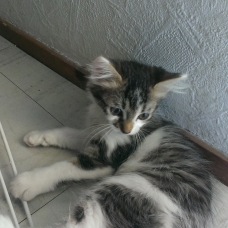 Image pour l'annonce donnes adorables chatons