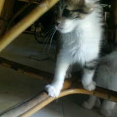 Image pour l'annonce donnes adorables chatons