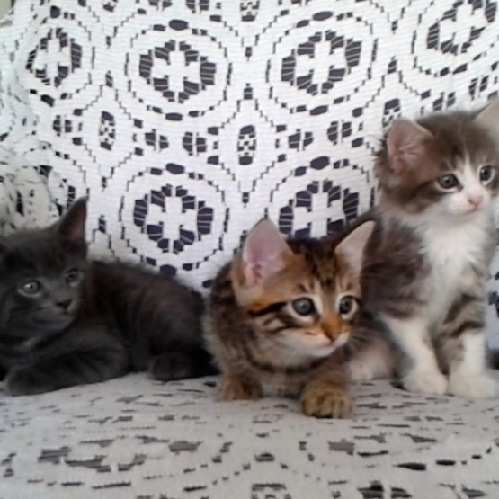 Image pour l'annonce donne 3 chatons tout mignon au alentour de Bayonne.