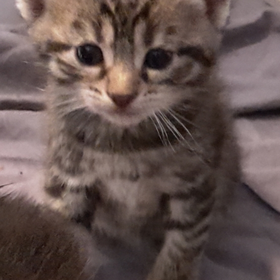 Image pour l'annonce Chatons à donner