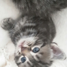 Image pour l'annonce Chatons à donner
