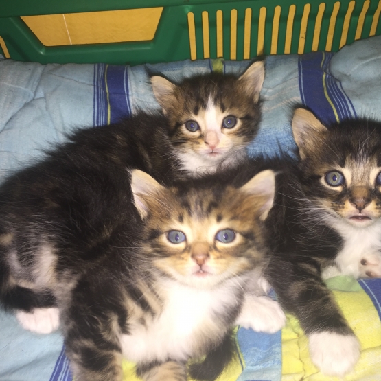 Image pour l'annonce Chatons