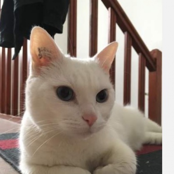 Image pour l'annonce Chatte blanche à adopter