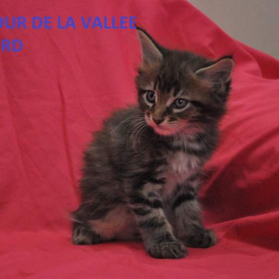 Image pour l'annonce chaton maine coon loof