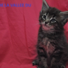 Image pour l'annonce chaton maine coon loof