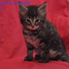 Image pour l'annonce chaton maine coon loof