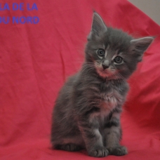 Image pour l'annonce chaton maine coon loof