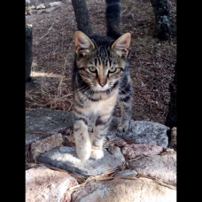 Image pour l'annonce Donne chaton femelle tigrée