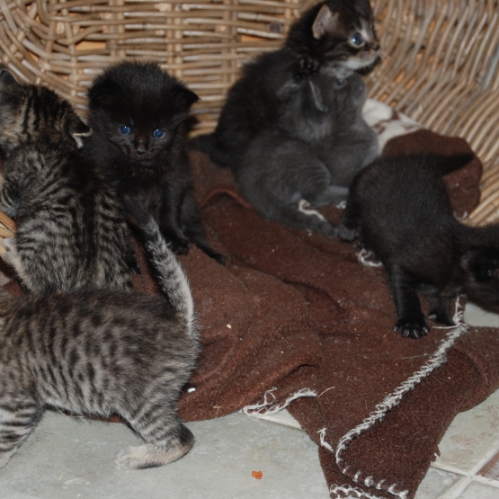 Image pour l'annonce Donne 8 chatons