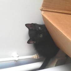 Image pour l'annonce donne 4beaux chatons