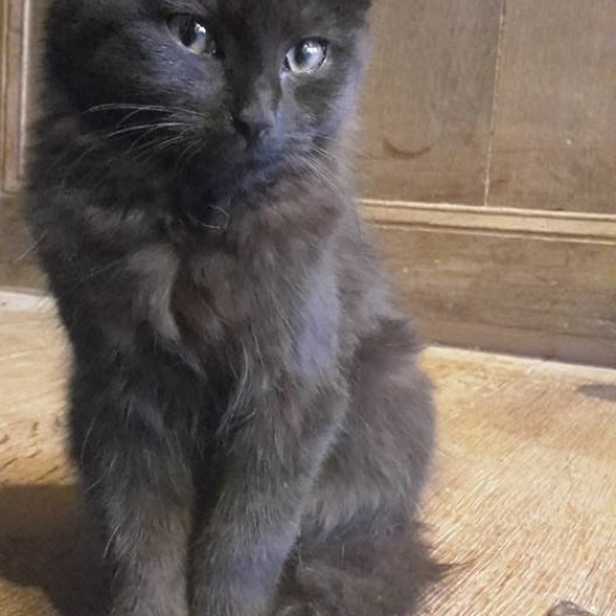 Image pour l'annonce Donne chaton