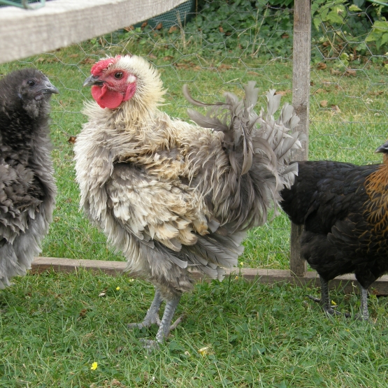 Image pour l'annonce vend coq frisé