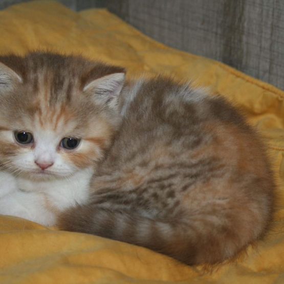 Image pour l'annonce Magnifique chatonne British shorthair