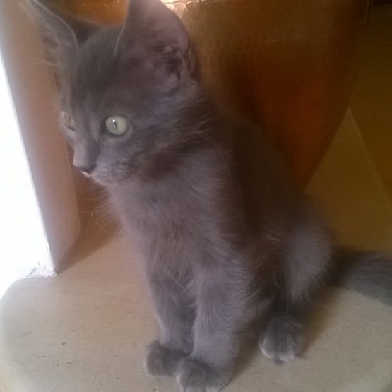 Image pour l'annonce Donne chatons