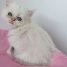 Image pour l'annonce Disponible de suite Chaton persan blue golden tabby point Loof