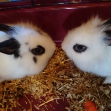 Image pour l'annonce Donne lapins nains
