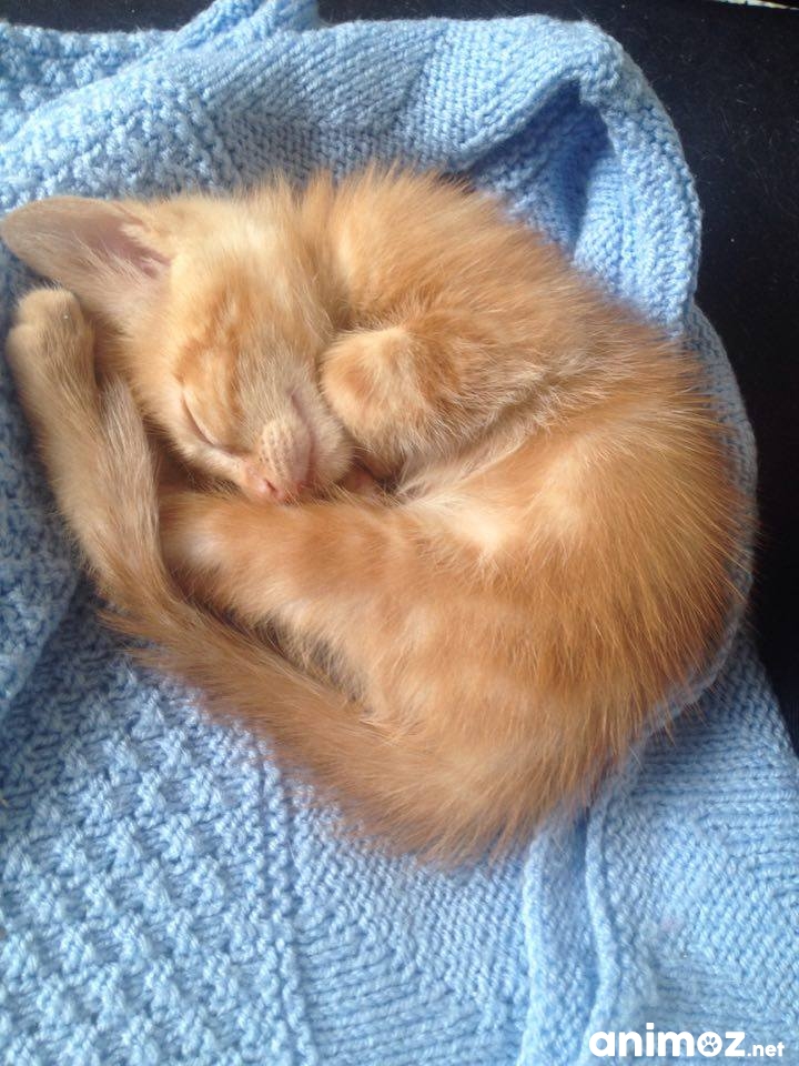Donne Chatons LoireAtlantique (44) GRATUIT sur