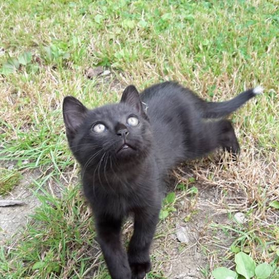 Image pour l'annonce Donne chaton