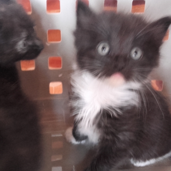 Image pour l'annonce 2 chatons