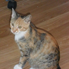 Image pour l'annonce Mila cherche sa famille