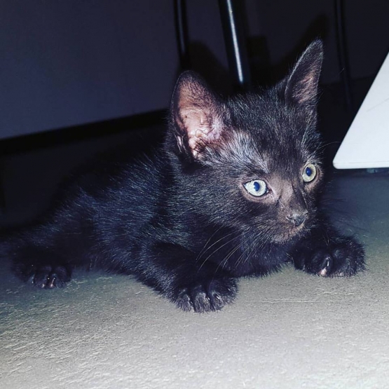 Image pour l'annonce Donne Chaton