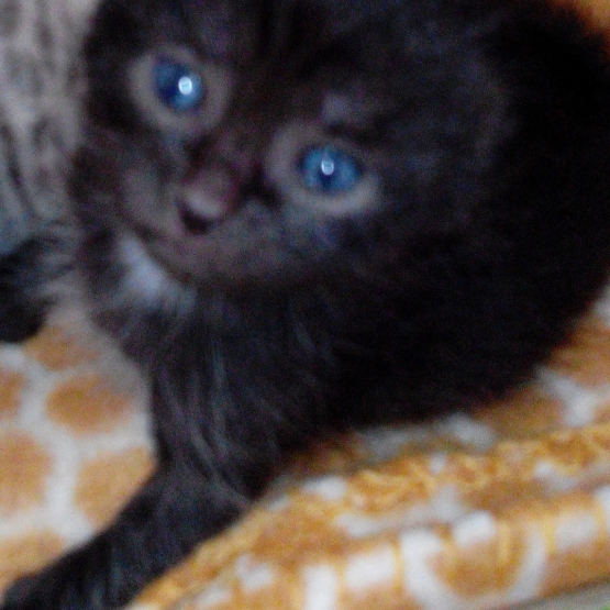 Image pour l'annonce Donne chatons