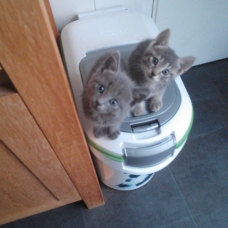 Image pour l'annonce Donne chatons
