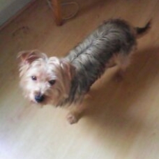 Image pour l'annonce vend chien type yorkshire.
