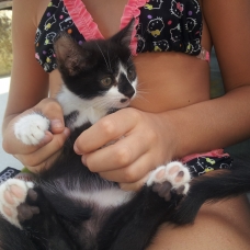 Image pour l'annonce Donne contre bons soins 3 chatons