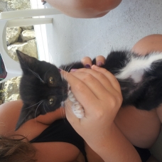 Image pour l'annonce Donne contre bons soins 3 chatons