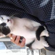 Image pour l'annonce Donne chaton noir et blanc