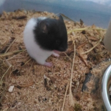 Image pour l'annonce Donne bébés hamsters