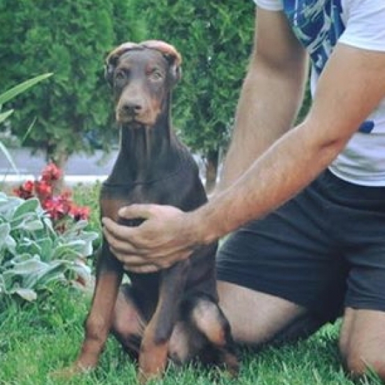 Image pour l'annonce Vends chiots Doberman