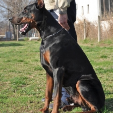 Image pour l'annonce Vends chiots Doberman