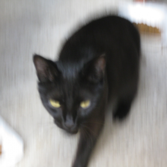 Image pour l'annonce Trouvés chats