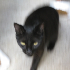Image pour l'annonce Trouvés chats