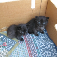 Image pour l'annonce Trouvés chats