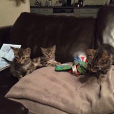 Image pour l'annonce donne 2 chatons