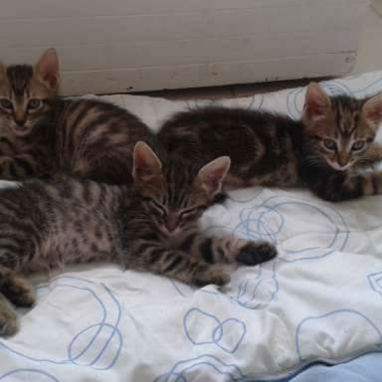 Image pour l'annonce Donne chatons