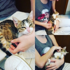 Image pour l'annonce Donne chaton