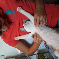 Image pour l'annonce Donne chaton