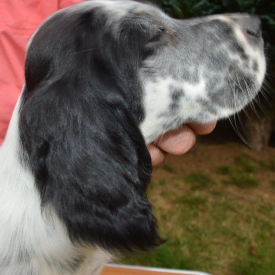 Image pour l'annonce setter anglais chiots