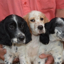 Image pour l'annonce setter anglais chiots