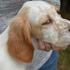 Image pour l'annonce setter anglais chiots