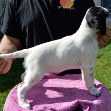 Image pour l'annonce setter anglais chiots