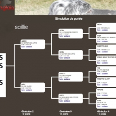 Image pour l'annonce setter anglais chiots