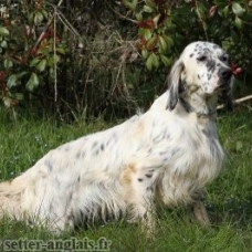Image pour l'annonce setter anglais chiots