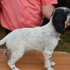 Image pour l'annonce setter anglais chiots